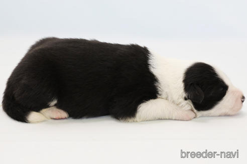 成約済の神奈川県のボーダーコリー-202269の5枚目